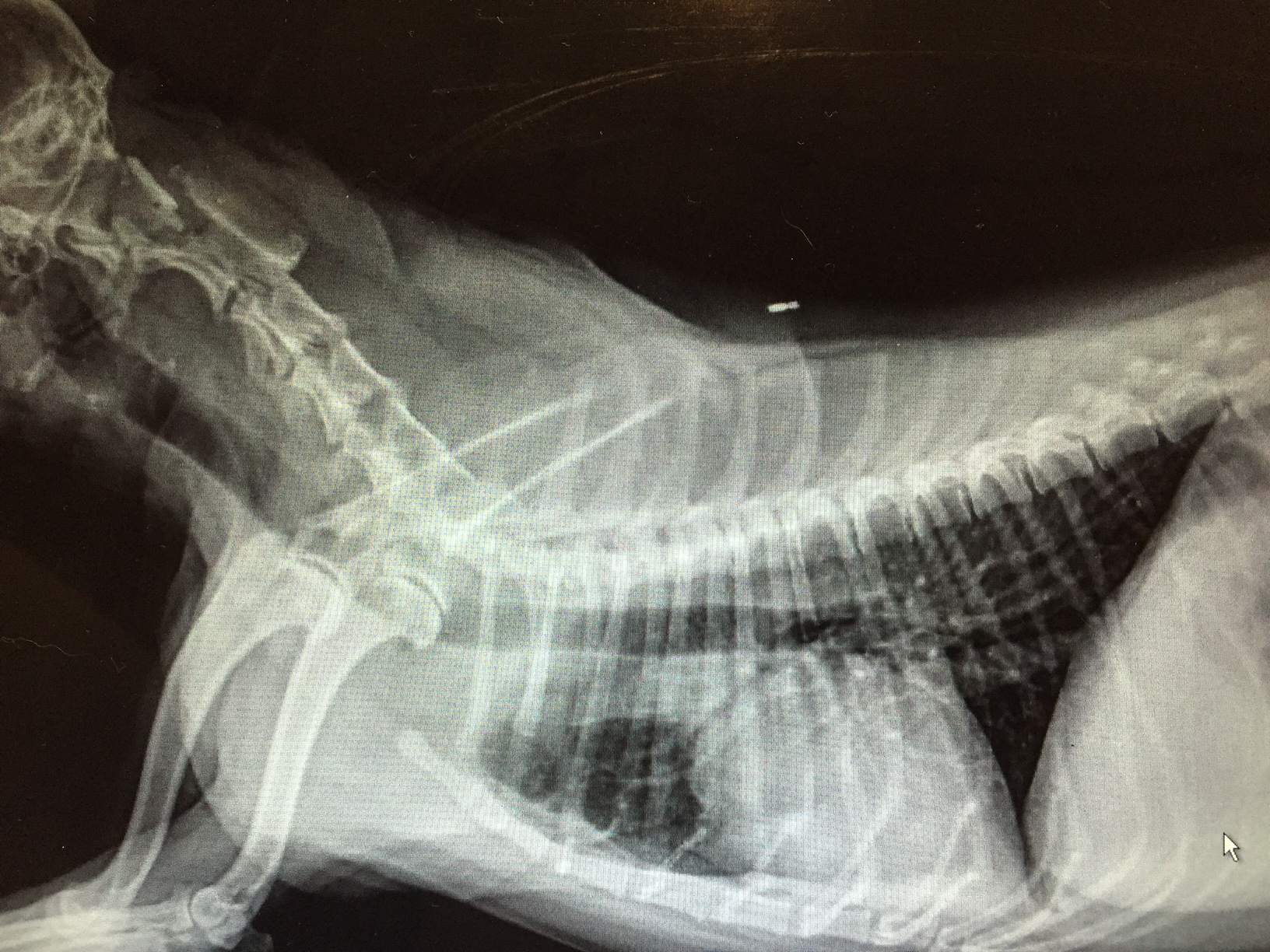 is tracheal collapse in dogs painful